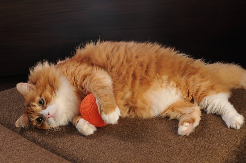 Regelmäßige Spielzeiten sind unerlässlich, um den Stresspegel deiner Katze niedrig zu halten.