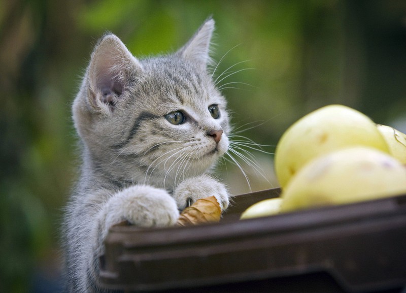 Auf rohe Kartoffeln solltest du bei der Ernährung deiner Katze verzichten.