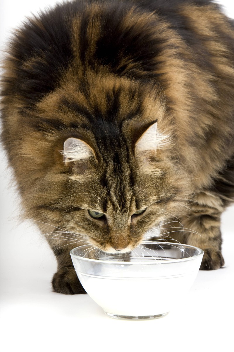 Milch kann bei Katzen Bauchschmerzen verursachen.