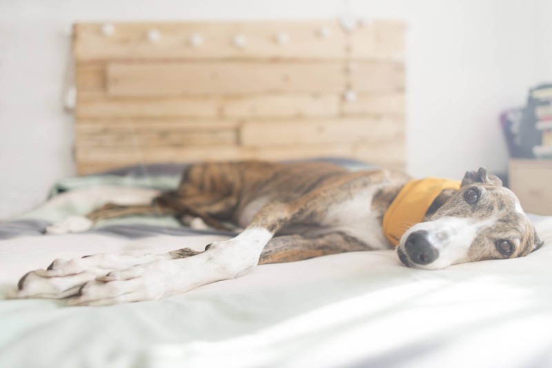 Depressionen können dadurch gemildert werden, dass ein Hund im Bett schläft