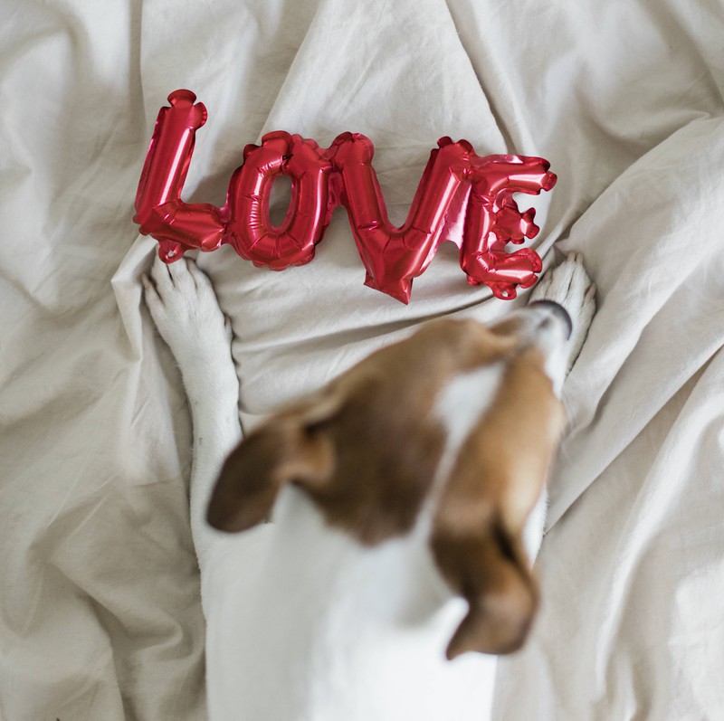 Lässt du deinen Hund in deinem Bett schlafen, kann sich das positiv auf die Regulierung von Stresssituationen auswirken