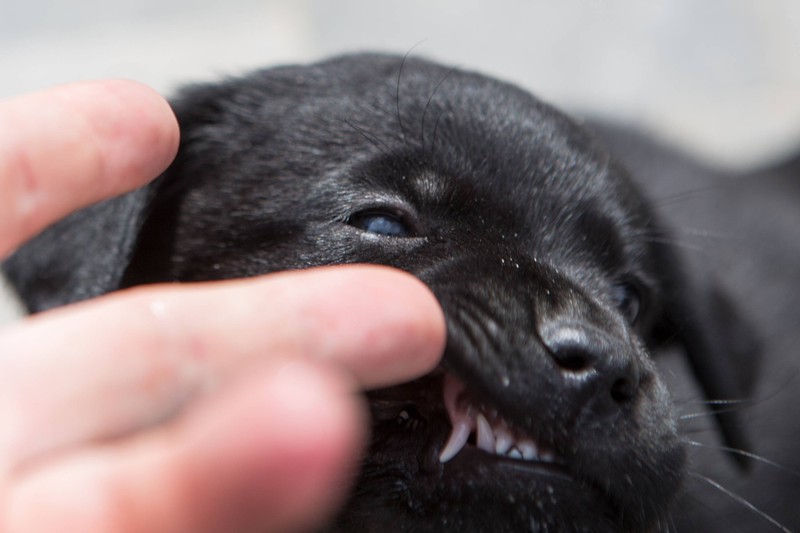 Der Zahnwechsel kann dazu führen, dass die Hunde an Gegenständen knabbern