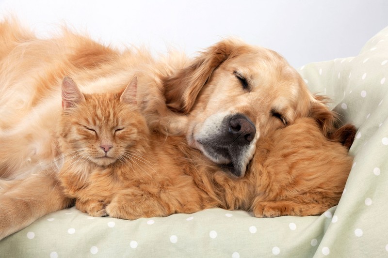 Auch Hunde und Katzen können zusammenleben, wenn sie gelernt haben, sich gegenseitig zu akzeptieren.
