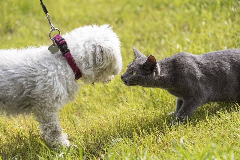 Das erste Aufeinandertreffen von Hund und Katze sollte zeitlich begrenzt werden.