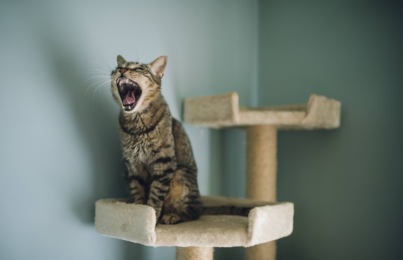 Du solltest einen Rückzugsort schaffen, der nur für deine Katze zugänglich ist.