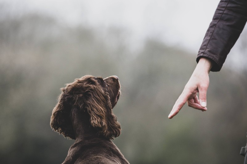 Es ist wichtig, sowohl den Hunden als auch den Katzen Einhalt zu gebieten und Regeln festzulegen.
