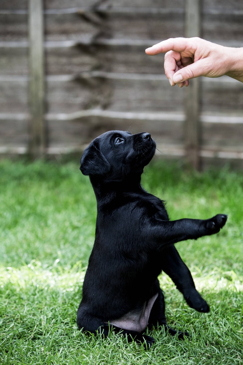 Fordere deine Tiere im Zusammenleben häufiger dazu auf, neue Dinge zu erlernen.