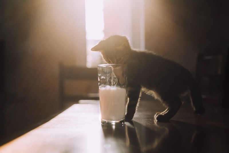 Im Zusammenleben mit Katzen und Hunden ist es wichtig, beiden die gleiche Aufmerksamkeit zu schenken.