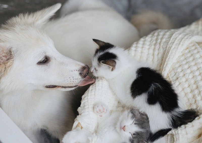 Wie gelingt ein harmonisches Zusammenleben zwischen Hund und Katze?