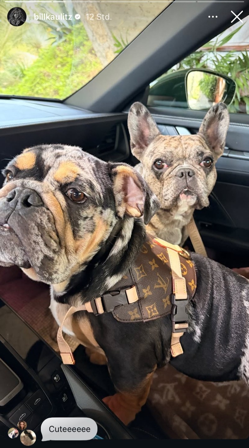 Im Dezember 2025 adoptierte Bill Kaulitz einen weiteren Hund.