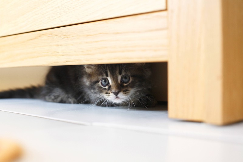 Eine ängstliche Katze versteckt sich unter dem Bett; das sollten aufmerksame Katzenhalter*innen bemerken.