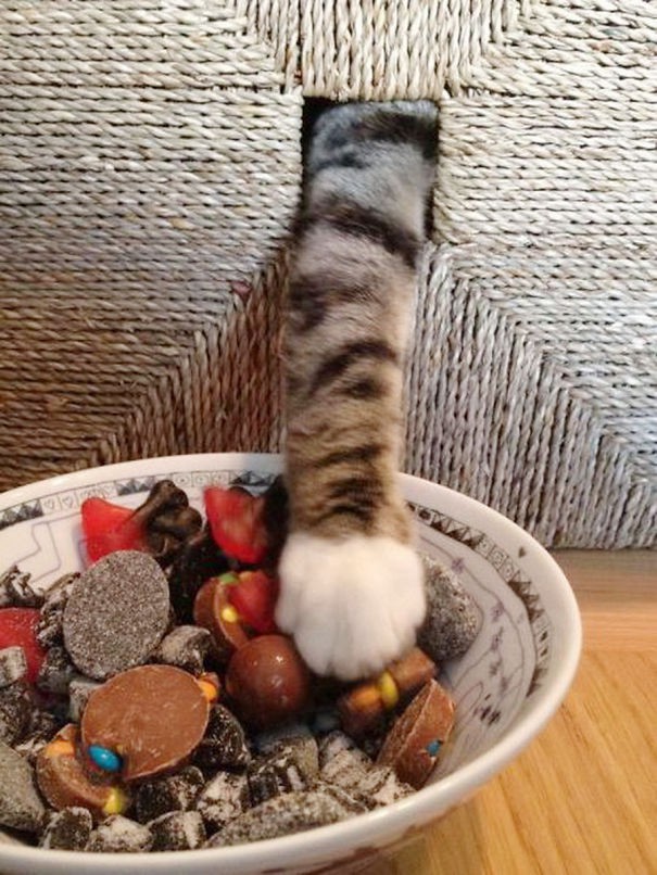 Das Foto zeigt die Pfote einer Katze, die versucht Süßigkeiten zu stehlen und sich gleichzeitig zu verstecken