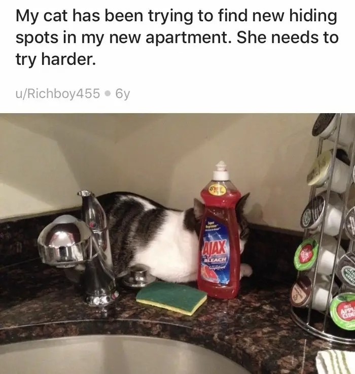 Eine Katze versteckt sich hinter einer Spülmittelflasche, was vielleicht nicht das geeignetste Versteck ist