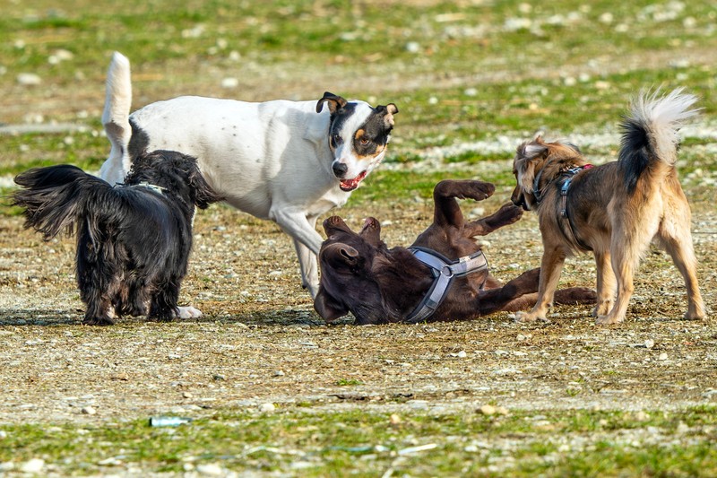 Ein Border Collie gehört zu den Hunderassen, die am meisten Auslauf brauchen.