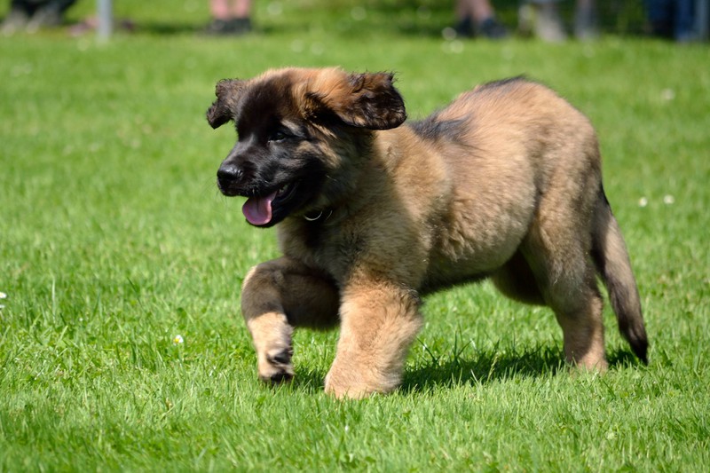 Hunde wie Leonberger sind eher trägere Rassen, die nicht so viel Auslauf brauchen.