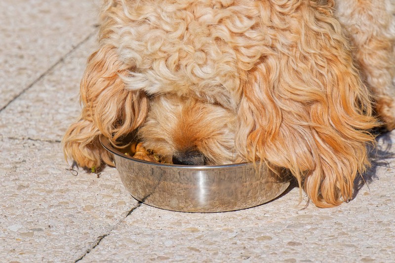 Bei neuem Futter für den Hund sollte man aufpassen.