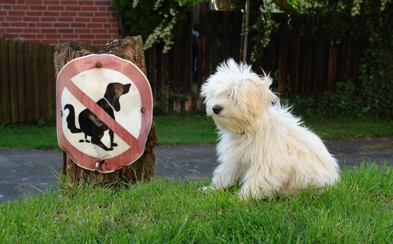 Ein Hund, der gerade sein Geschäft erledigen will