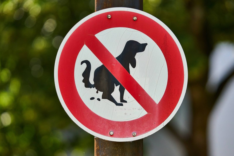 Könnte dein Hund Unverträglichkeiten haben?