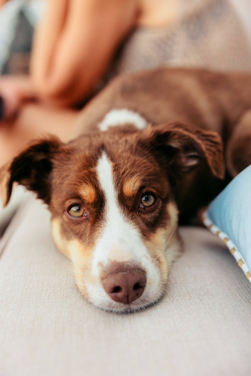 So kannst du deinem Hund bei Beschwerden helfen!