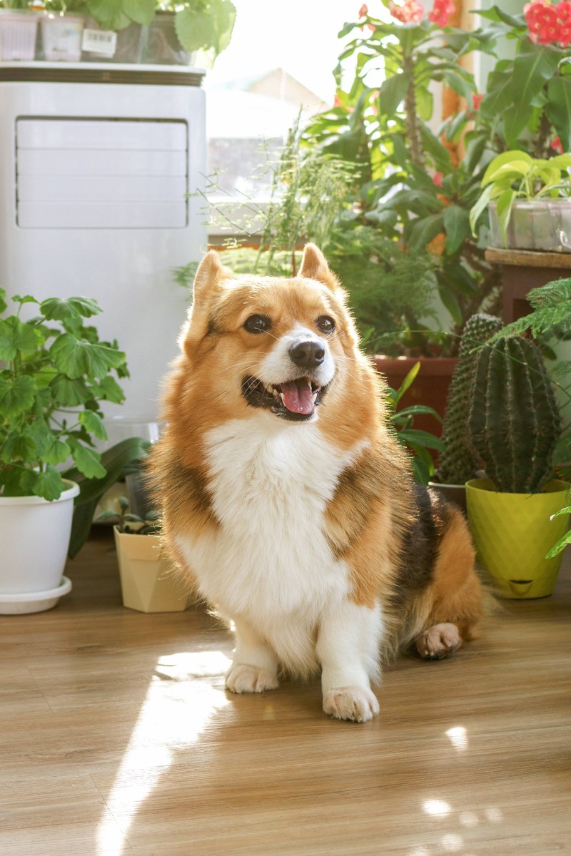 Was kann Blähungen beim Hund auslösen?