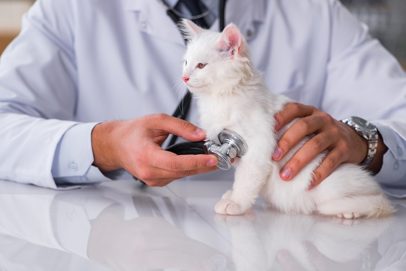 Die wirksamste Methode gegen Katzenschnupfen ist eine Impfung
