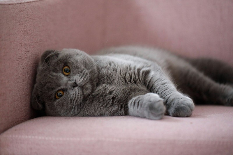 Wenn eine Katze niest, muss sie beobachtet werden