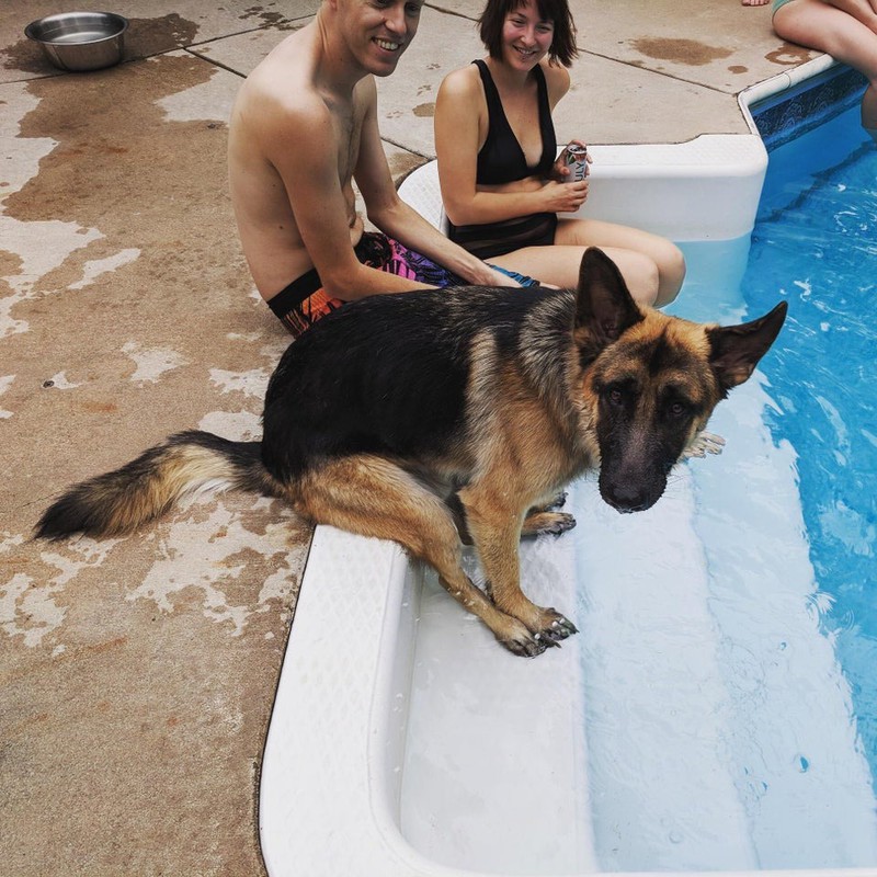 Dieser Hund sitzt wie seine Herrchen am Pool.