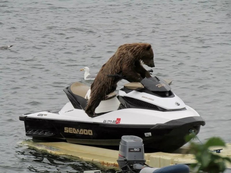 Ein Bär will Jet Ski fahren