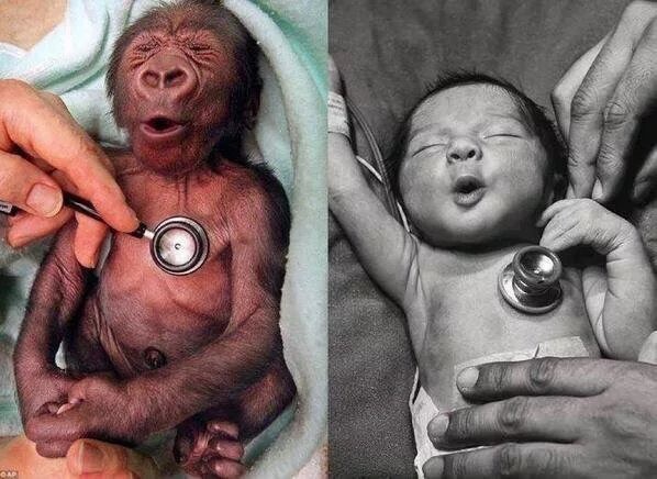 So ähnlich können sich ein Affenbaby und ein Menschenbaby sehen!