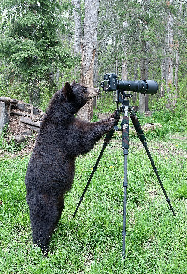 So sieht ein angehender Fotograf als Bär aus