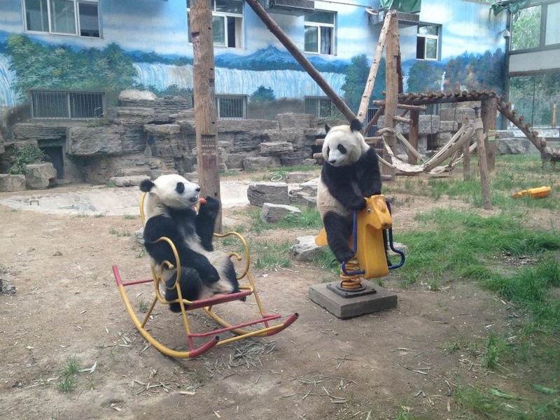 Zwei Pandas spielen auf einem Kinderspielplatz