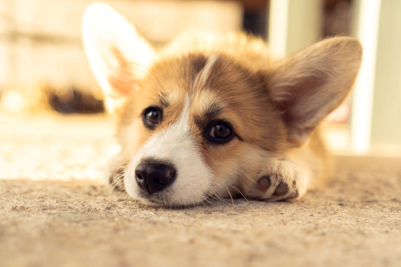 Atemprobleme sind bei Hunden ein Symptom für Heuschnupfen.