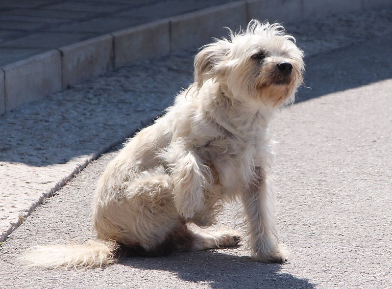 Bei Hunden kann der Juckreiz bei Heuschnupfen so stark sein, dass sie einen Hautausschlag bekommen.
