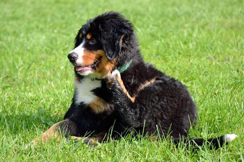 Bestimmte Symptome weisen daraufhin, dass der Hund unter einer Pollenallergie leiden könnte.