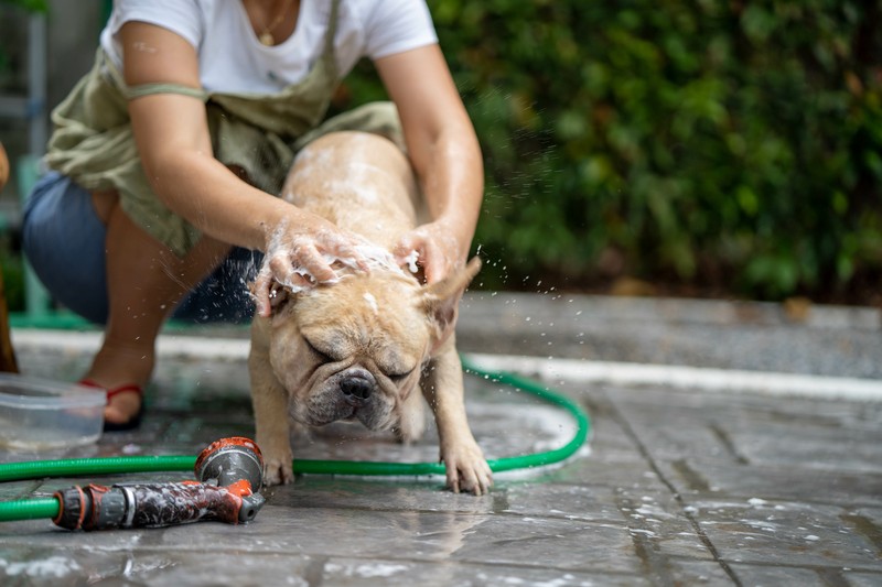 Du kannst natürlich ein paar Sachen tun, damit dein Hund nicht überall den Pollen im Alltag ausgesetzt ist.