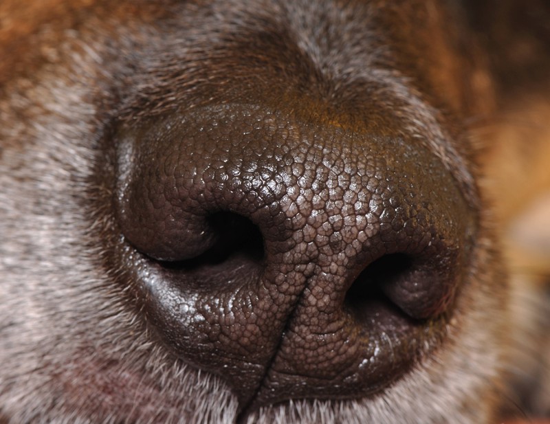 Eventuell leidet dein Hund unter einer Pollenallergie, wenn seine Nase häufig läuft.