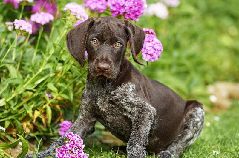 Hat mein Hund Heuschnupfen? Es gibt einige Symptome und Möglichkeiten zur Behandlung.