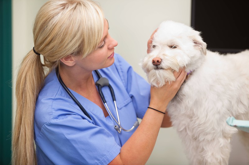 In der Tierarztpraxis wird beim Erkennen der Allergie häufig eine Allergentherapie eingesetzt.