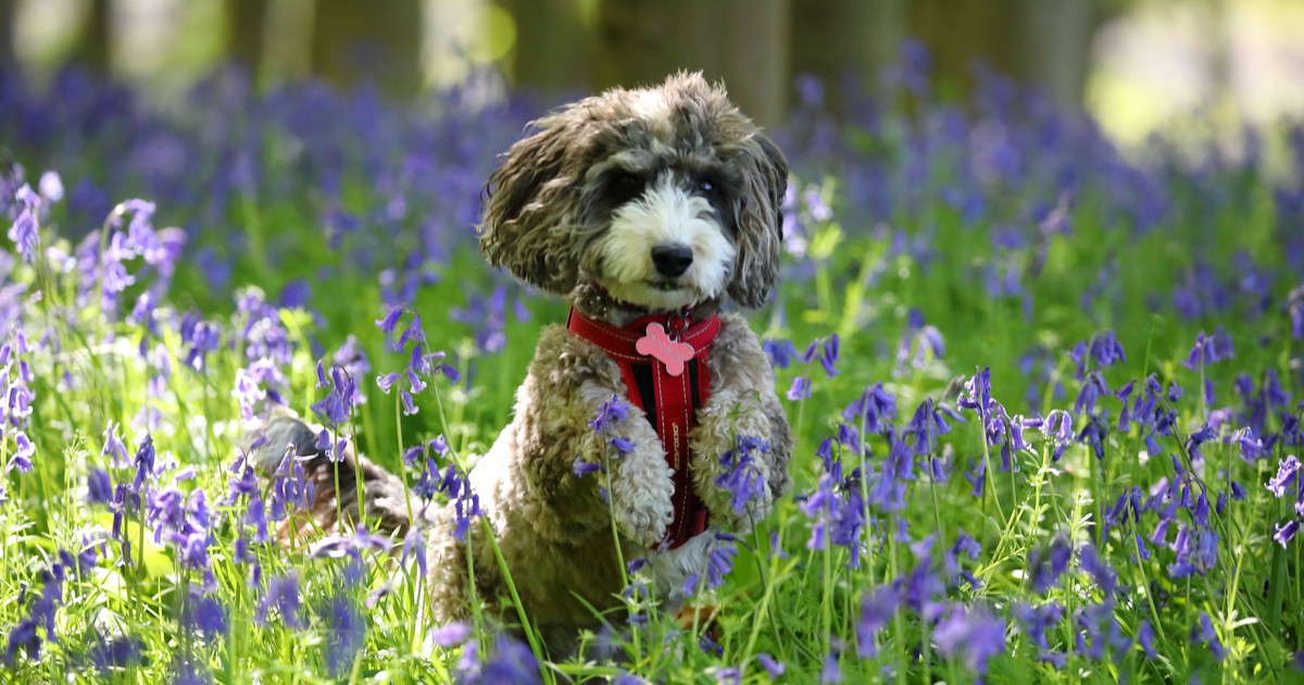 Hat mein Hund Heuschnupfen? Symptome und Behandlung