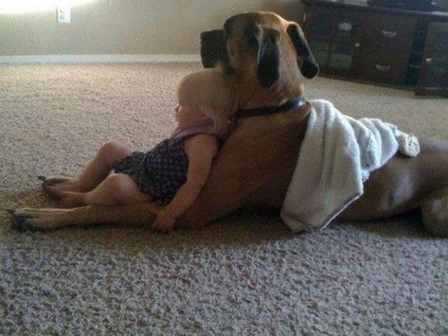 Der Hund kann ein guter Babysitter für das Kind sein.