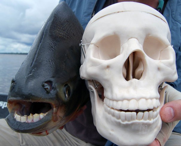 Der außergewöhnliche Pacu-Fisch hat Zähne wie wir Menschen.