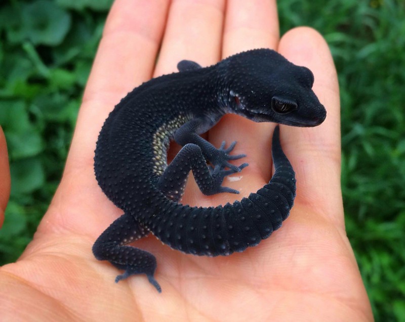 Der Schwarze Lizard fällt durch seine abgefahrene dunkle Farbe auf!
