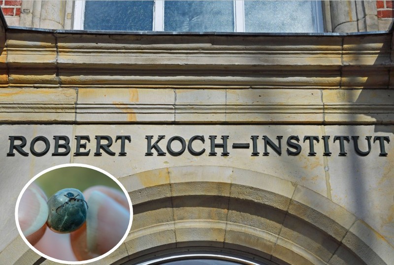 Hyalomma-Zecken sollten am besten an das Robert Koch-Institut gesendet werden.
