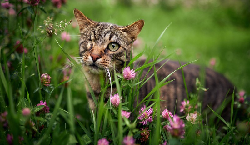 Katzen treiben sich gerne in hohen Gräsern herum, wo allerdings häufig Zecken leben.
