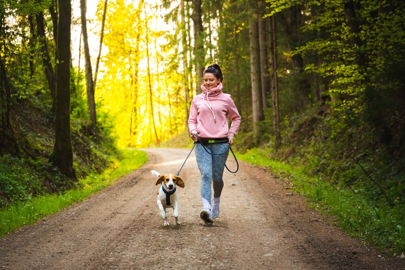 Sollte der Hund im Wald schon einmal von einer Zecke gebissen worden sein, lohnt es sich, sich über Präparate gegen Zecken zu informieren.
