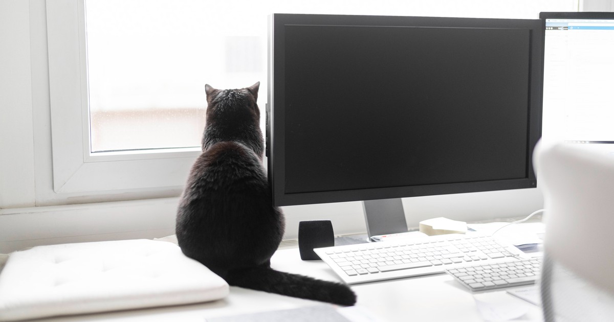 Wie lange kann man Katzen alleine lassen?