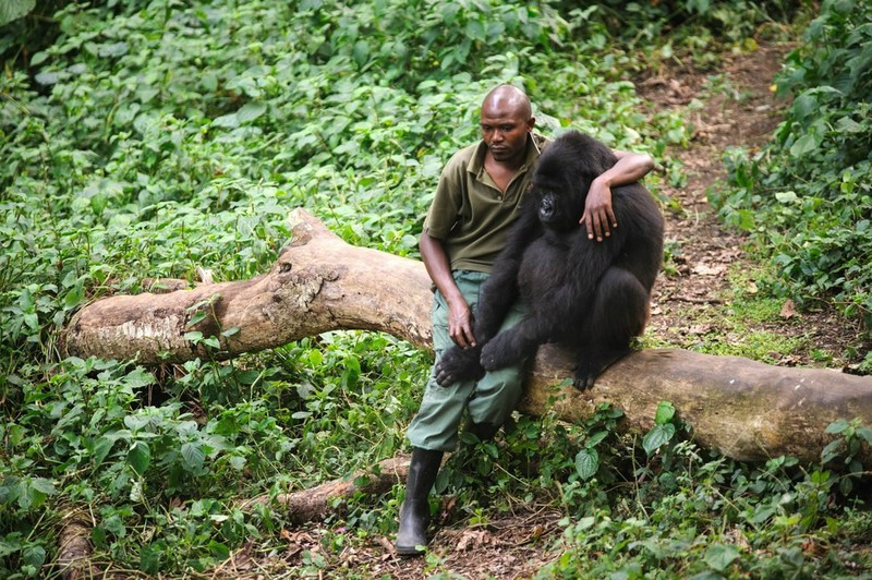 Patrick Karabaranga und der Gorilla sind durch die Tragödie unzertrennlich geworden.