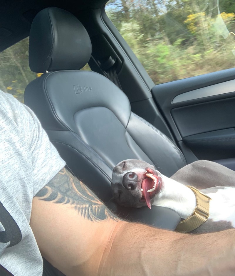 Ein Hund ist im Auto eingeschlafen und lässt seine Zunge heraushängen.