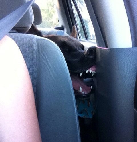 Ein Hund schläft tief und fest im Auto und sieht dabei sehr seltsam aus.