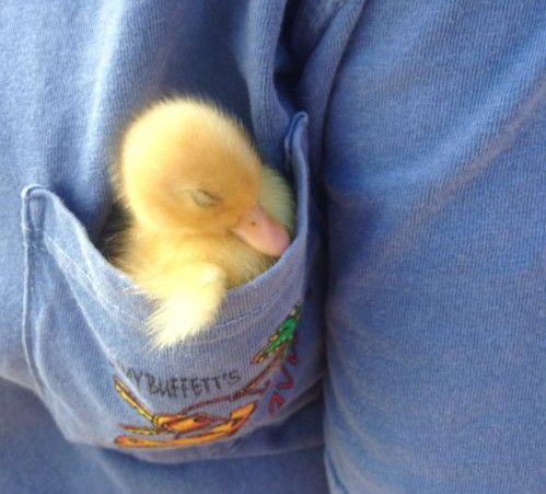 Eine Babyente schläft an einem seltsamen Ort, und zwar in einer T-Shirt-Tasche.